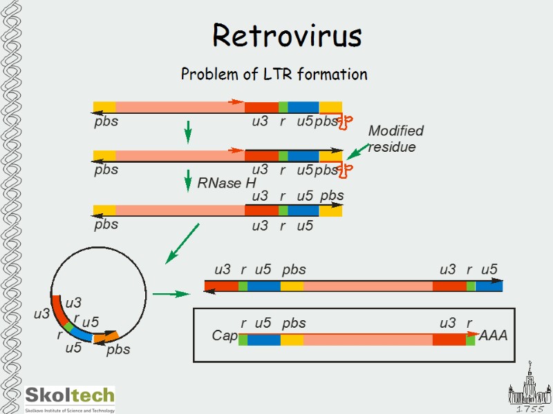 Retrovirus Problem of LTR formation